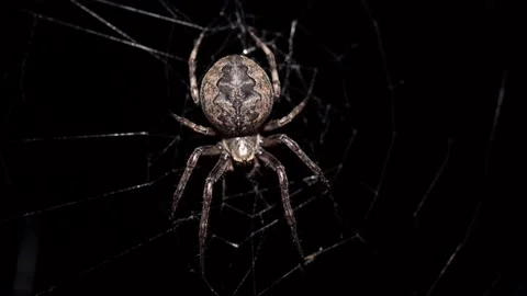 Big spider making a web at night. Crawls out to hunt. Stock Footage 133512525