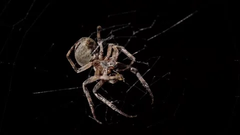 Big spider making web at night. Large spider on web. Spider on web Stock Footage 133522902