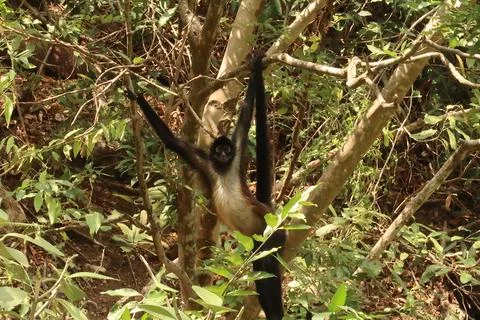 Big spider monkey hanging from a tree in the Sumidero Canyon/Canon del Sumide Stock Photos