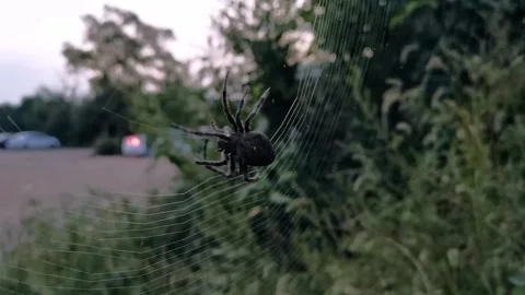 Big spider moving in web, nature outdoors Stock Footage 160976916