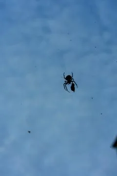 Big spider in net with prey close up at evening night building in the background Stock Photos