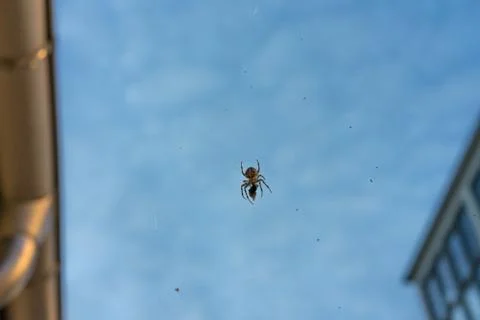 Big spider in net with prey close up at evening night building in the background Stock Photos