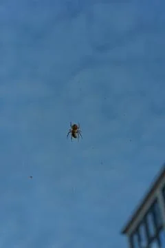 Big spider in net with prey close up at evening night building in the background Stock Photos