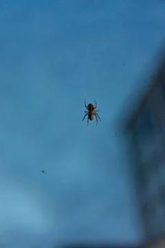Big spider in net with prey close up at evening night building in the background Stock Photos