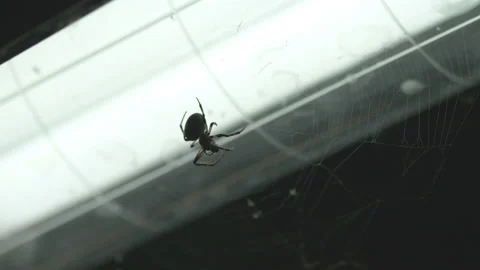Big spider at the night Vídeos de archivo 92859416