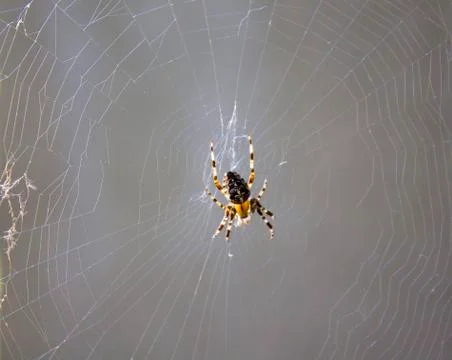 Big spider or bug on the web Stock Photos