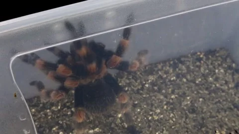 Big spider or Tarantula in clear box Stock Footage 299364759