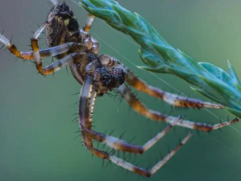 Big spider. Stock Photos