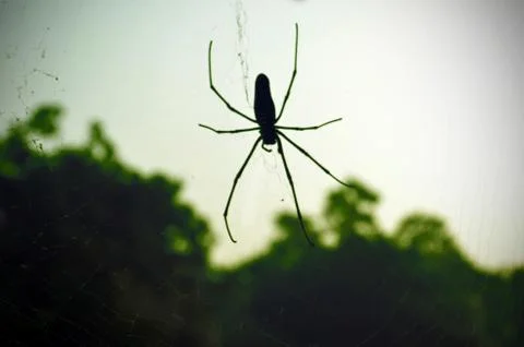 Big Spider Stock Photos