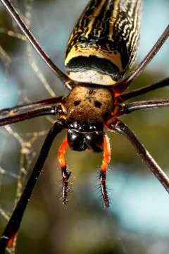Big spider. Stock Photos