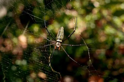 Big spider. Stock Photos