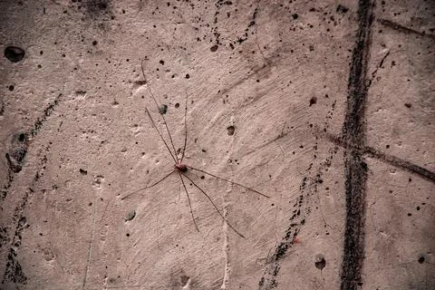 Big spider Stock Photos