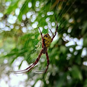 Big spider Foto stock