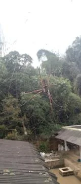 Big Spider Stock Photos