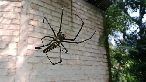 A big spider is repairing a broken web nest Stock Footage 279404916
