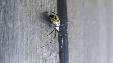 The Big Spider Runs Stock Footage 82265815