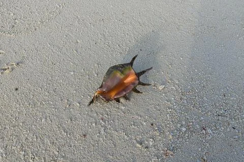 The big spider shell on a white sand beach Stock Photos