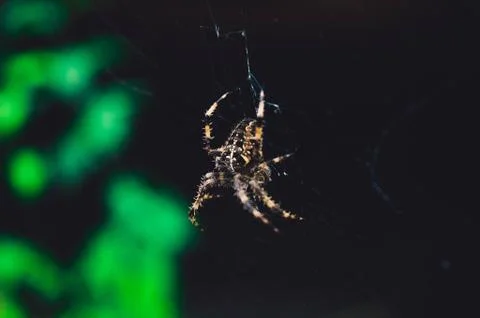 The big spider sits on a cobweb in the woods Stock Photos