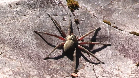 Big Spider on Stone Stock Footage 83783281