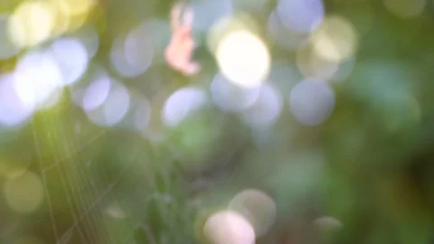 A big spider swinging on a spider web comes to focus from a blurry shot of green Stock Footage 94628889