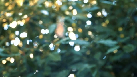 A big spider swinging on a spider web comes to focus from a blurry shot of green Stock Footage 94629100