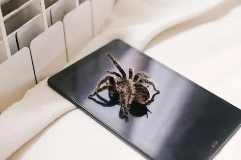 Big spider on tablet. Exploring possory. Distance learning of the zoology of Stock Photos