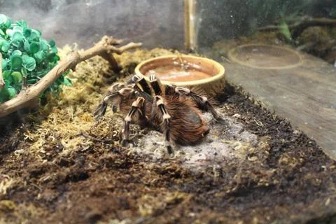 Big spider tarantula Stock Photos