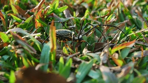 Big spider walking on the grass Stock Footage 73222162
