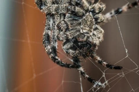 Big spider weaving a web macro close-up Stock Photos