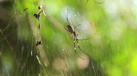 Big spider on the web. Assam. India Stock-Footage 58528066
