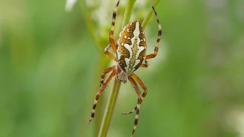 Big spider on the web. Assam. India 스톡 동영상 77623515