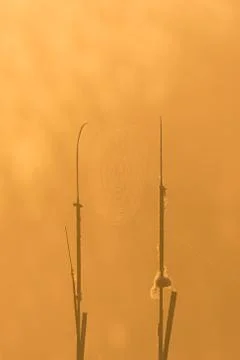 Big spider web between two reed plants in morning light Stock Photos