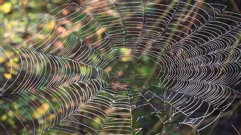 Big spider web dancing in the autumn wind - Italian nature Stock Footage 94653454