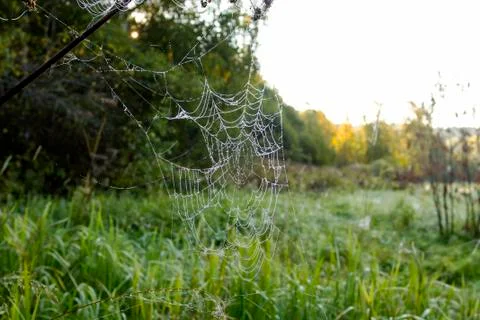 Big Spider Web with Dew Drops Stock Photos