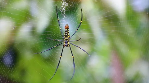 Big spider on web Stock Footage 40732940