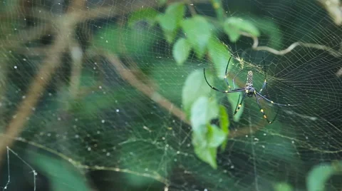 Big spider on web Stock Footage 59129978