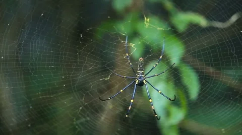 Big spider on web Stock Footage 62370482
