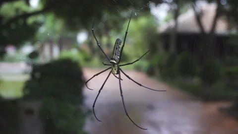 Big spider in the web Stock-Footage 82758228