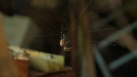 A Big Spider On The Web Stock Footage 119286818