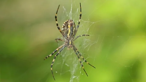 Big spider on the web in macro Video stock 95842327