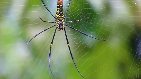 Big spider on web (pan shot) Stock Footage 40733250