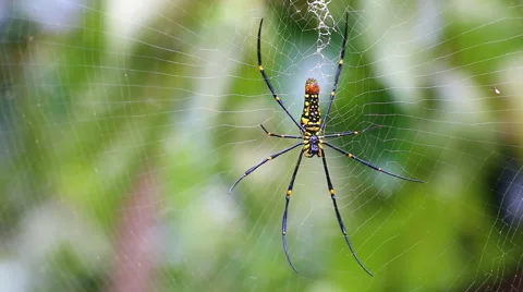 Big spider on web (pan shot) Stock Footage 40733864