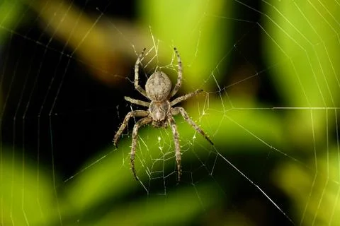 Big spider on the web Stock Photos