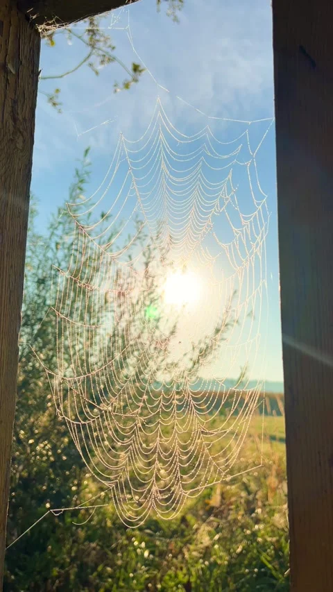 A big spider web by the river. Video stock 296218921