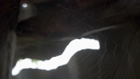 Big spider web, spider on the web Stock Footage 208537274