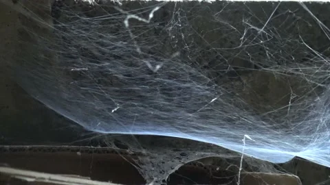 Big spider web under the window of basement Stock Footage 158929687