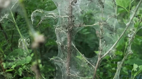 Big spider web wrapped around tree branches. Deep forest meadow in 4k. Stock Footage 156901709