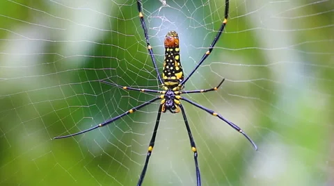 Big spider on web (zoom out) Stock Footage 40733466