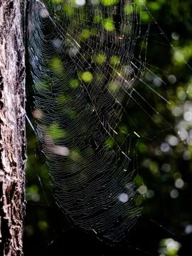 Big spiderweb stuck to tree Stock Photos