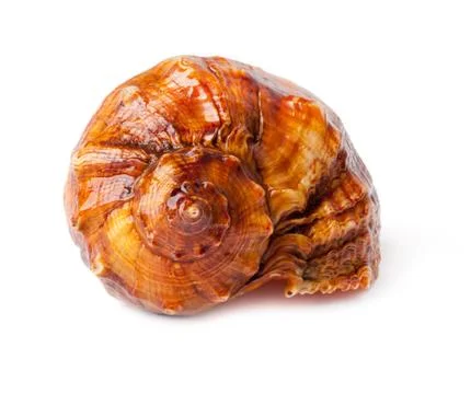 Big spiked seashell on white. Stock Photos